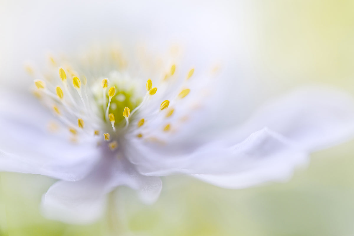 photo-wallpaper-anemone-beauty