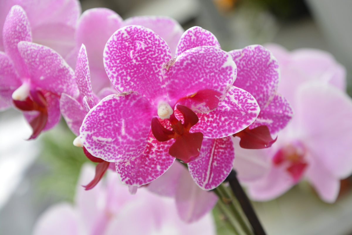 photo-wallpaper-purple-orchids-in-bloom