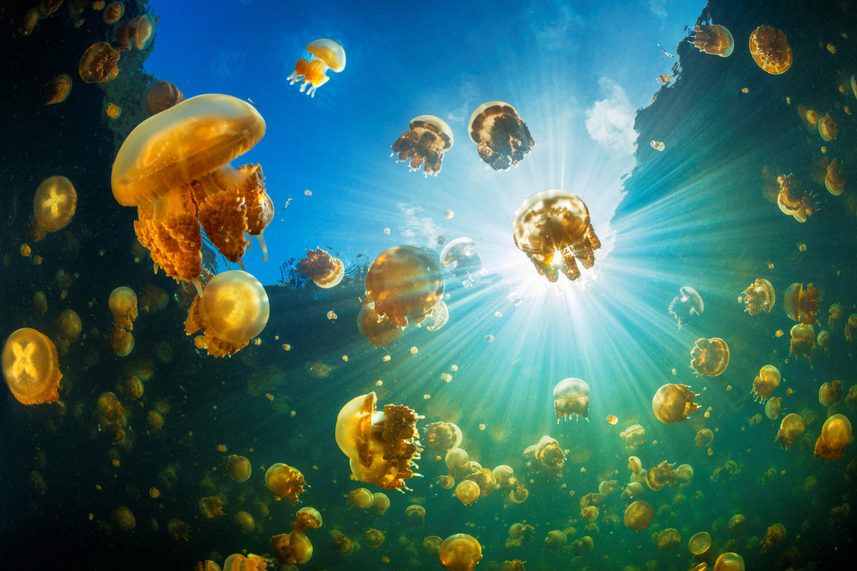 photo-wallpaper-sunlight-and-jellyfish-x