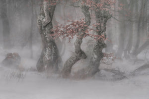 photo-wallpaper-trees-in-the-blizzard-x