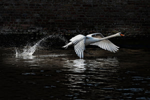 photo-wallpaper-flying-swan