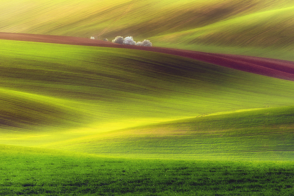 photo-wallpaper-golden-fields-x