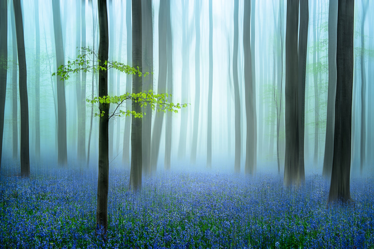 photo-wallpaper-the-blue-forest