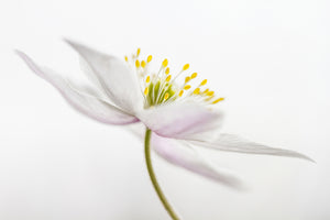 photo-wallpaper-nemorosa-iii