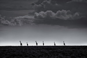 photo-wallpaper-6-giraffes