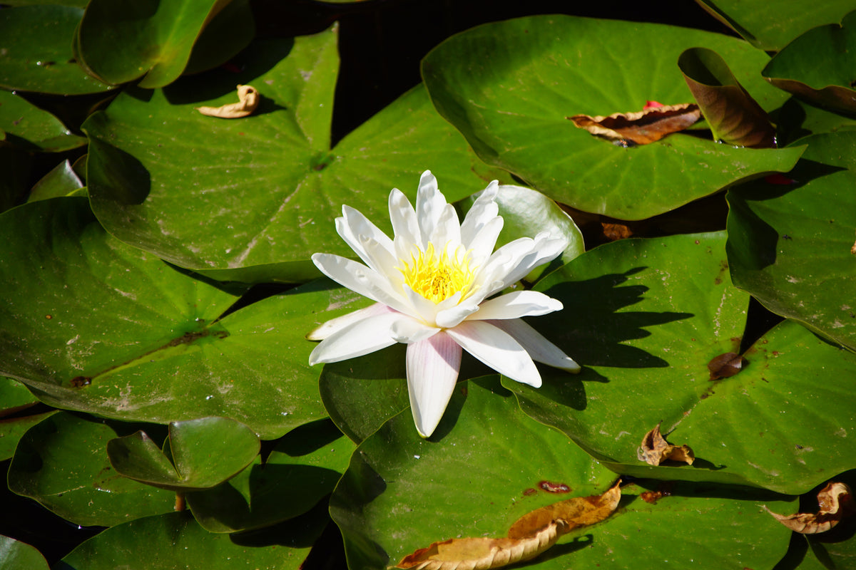 photo-wallpaper-the-white-water-lily