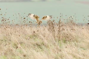 photo-wallpaper-hunting-short-eared-owl-x