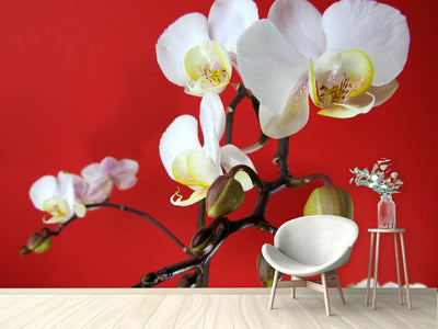 photo-wallpaper-white-orchids-on-red-wall