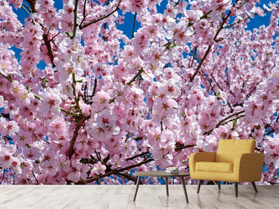 photo-wallpaper-the-japanese-cherry