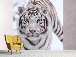 photo-wallpaper-the-king-tiger