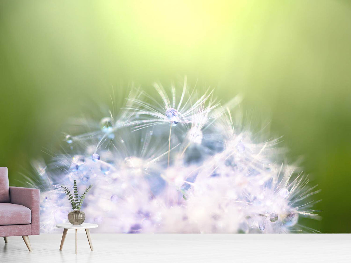 photo-wallpaper-dandelion-xl-in-morning-dew