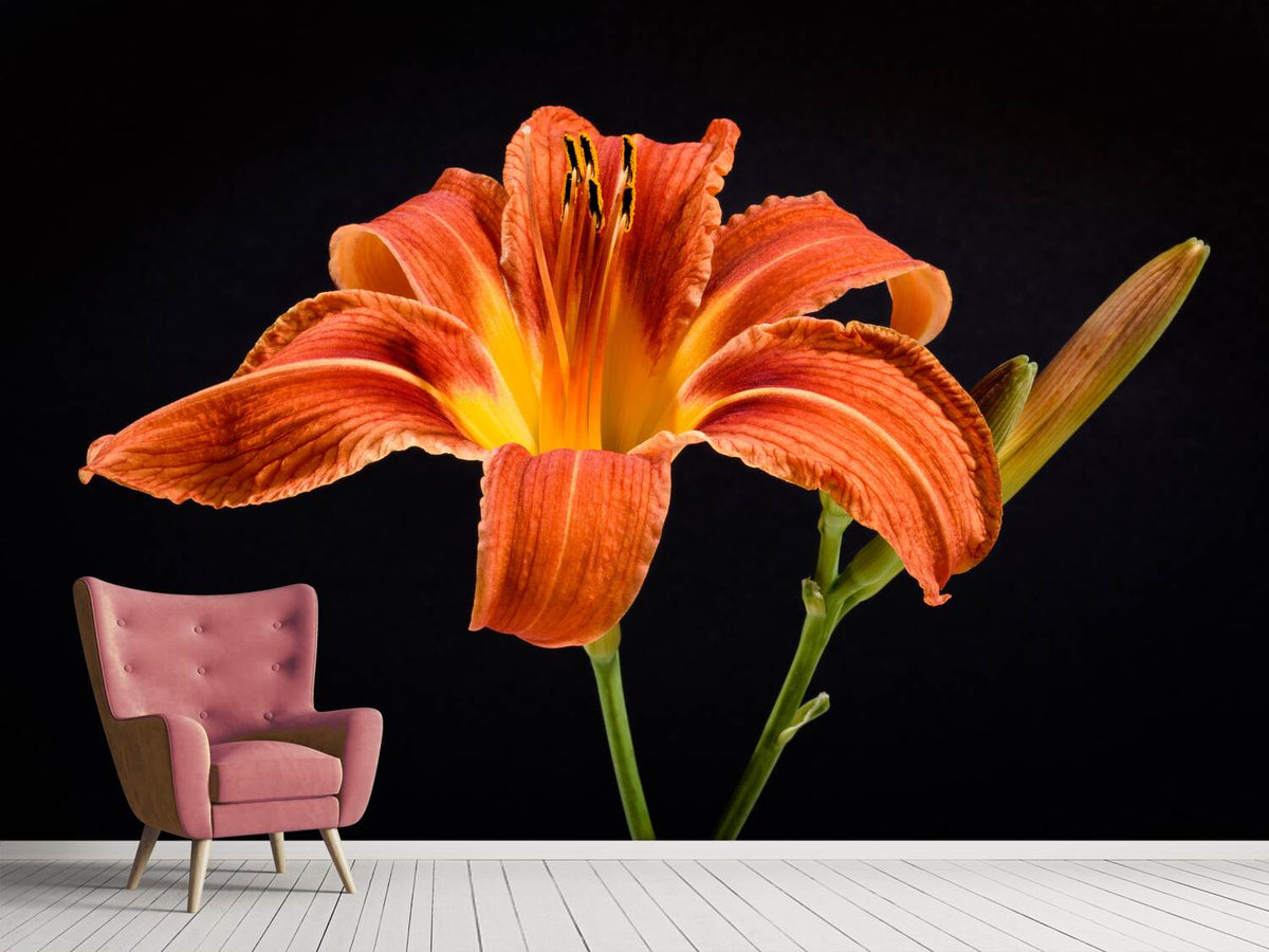 photo-wallpaper-a-lily-flower-in-orange