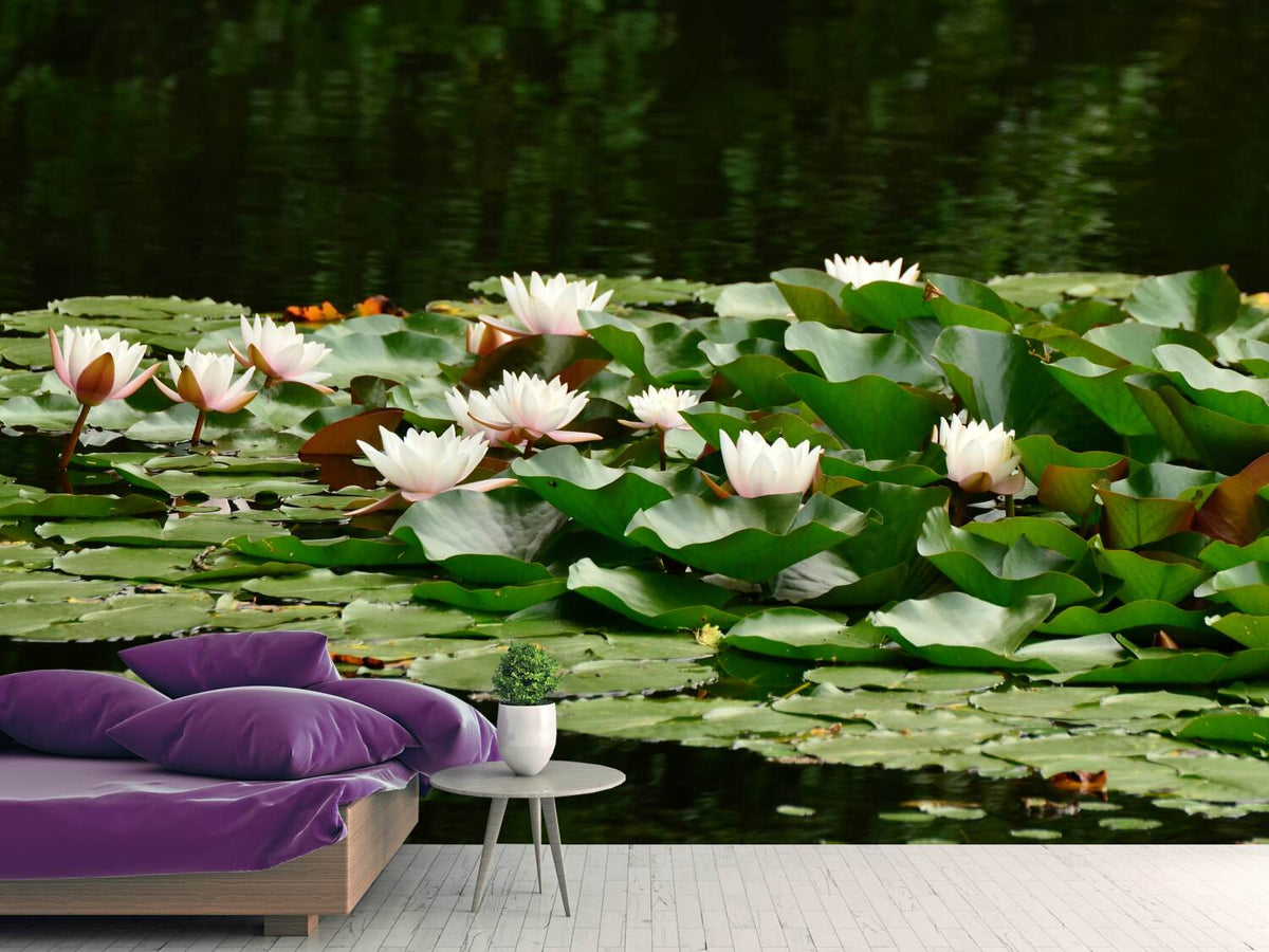 photo-wallpaper-a-field-full-of-water-lilies