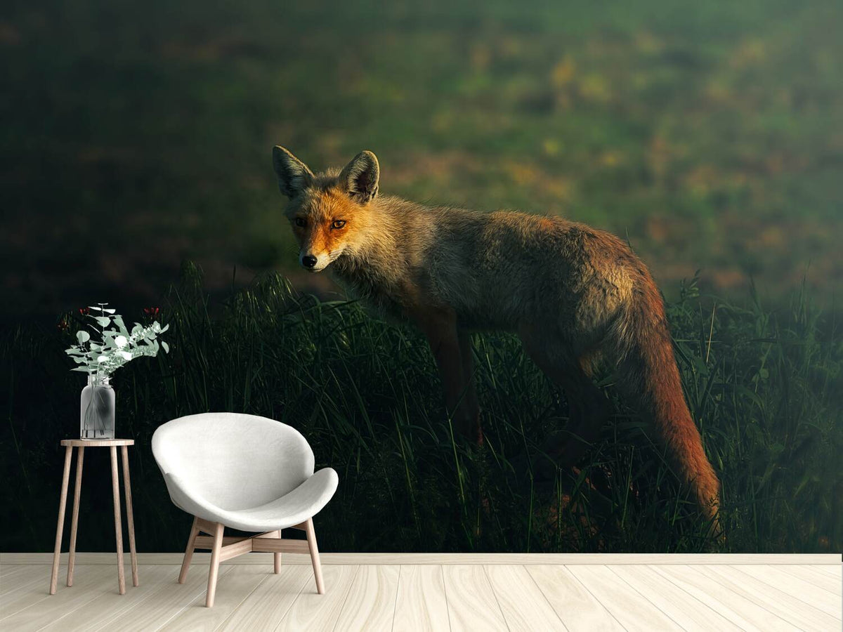 photo-wallpaper-mrfox-x