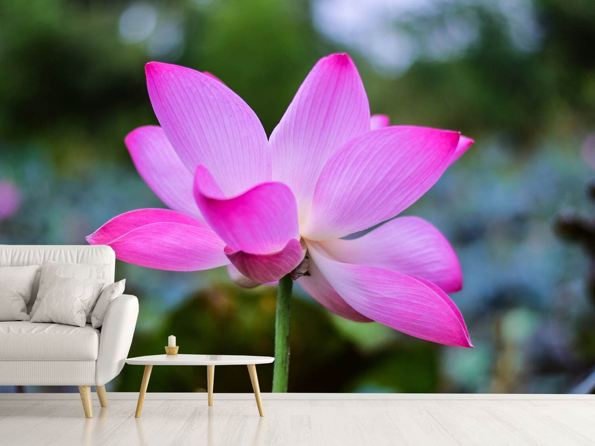 photo-wallpaper-beautiful-lotus