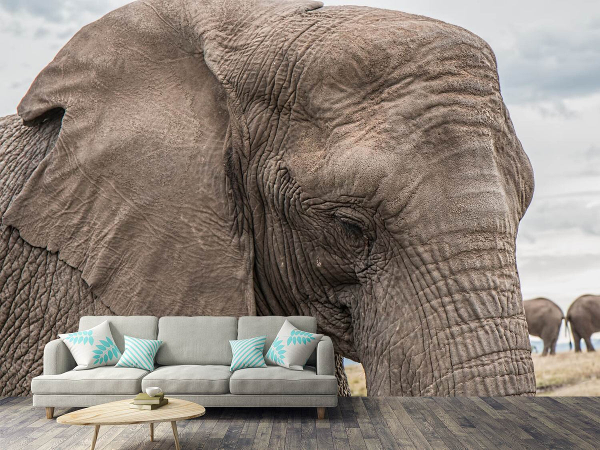 photo-wallpaper-xl-elephant