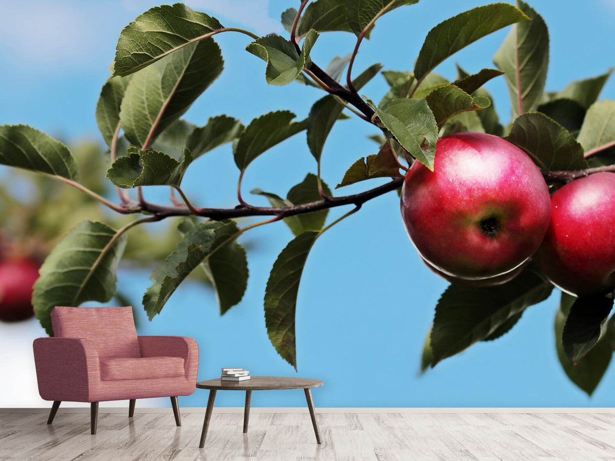 photo-wallpaper-apple-on-the-tree