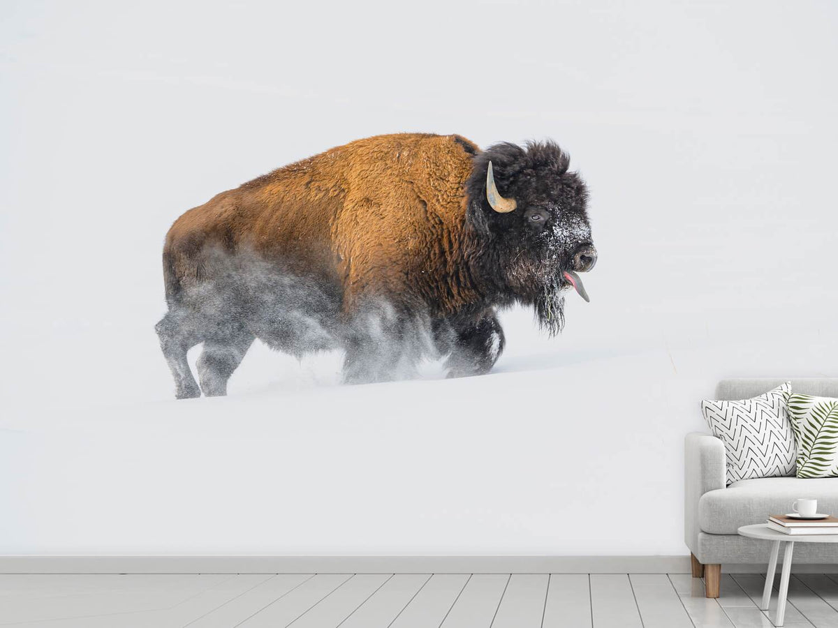 photo-wallpaper-bison-in-the-snow-x