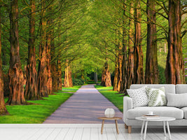 photo-wallpaper-beautiful-avenue-in-nature