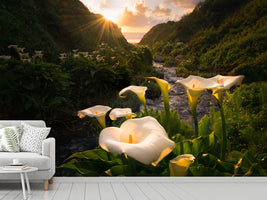 photo-wallpaper-calla-lily-world-x