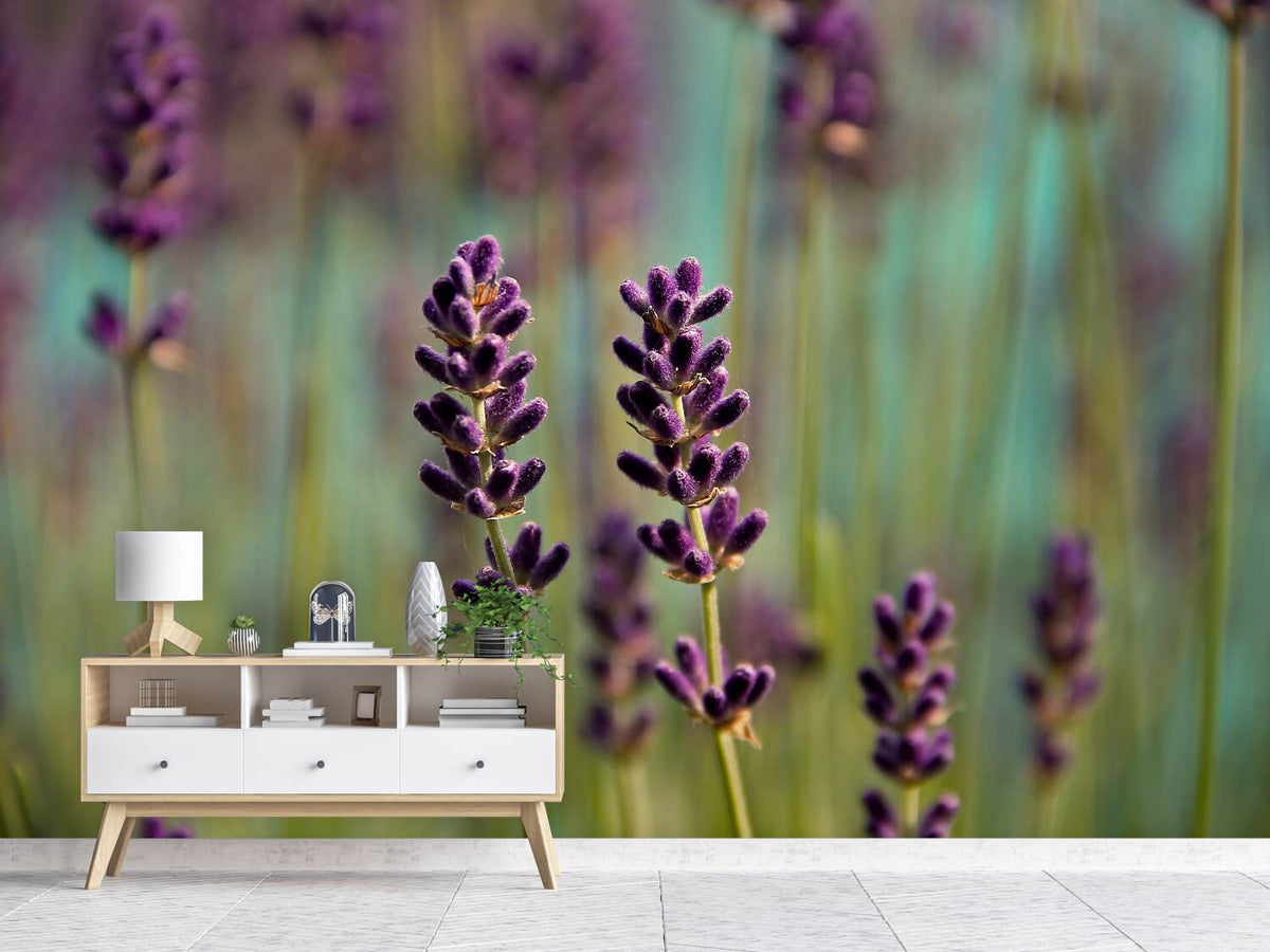 photo-wallpaper-lavender-in-xl