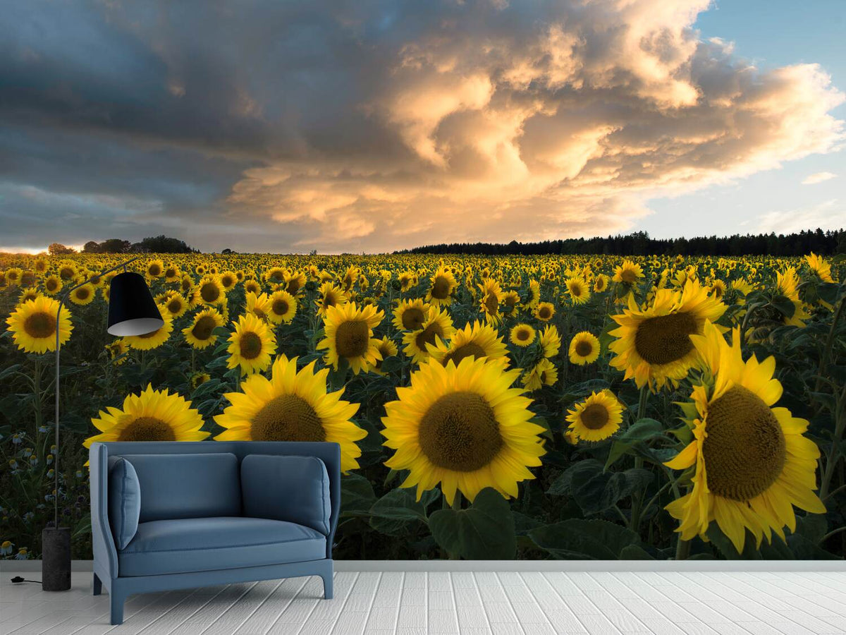 photo-wallpaper-sunflowers-in-sweden