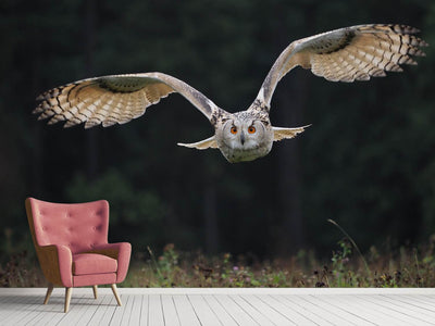 photo-wallpaper-the-owl