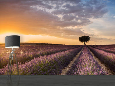 photo-wallpaper-destination-lavender-x