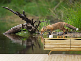 photo-wallpaper-red-fox-ii