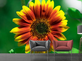 photo-wallpaper-colorful-sunflower