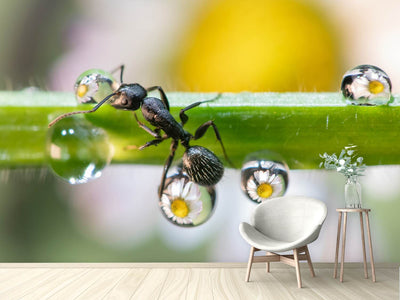 photo-wallpaper-the-ant-between-the-drops