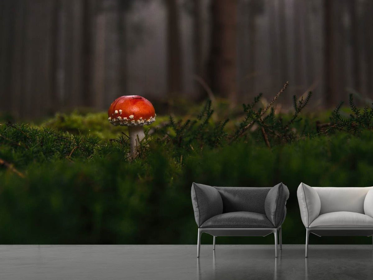 photo-wallpaper-a-mushroom-in-the-forest