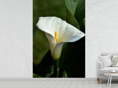 photo-wallpaper-white-calla-with-morning-dew