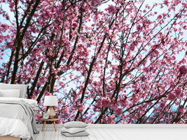 photo-wallpaper-japanese-cherry-blossom