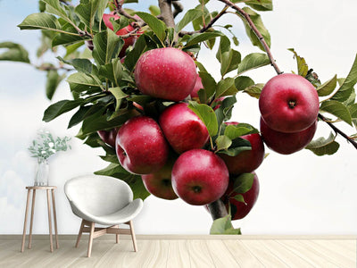 photo-wallpaper-close-up-apple-tree