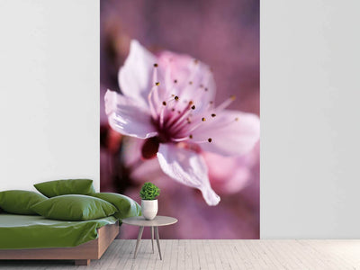 photo-wallpaper-adorable-cherry-blossom