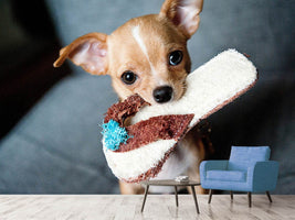 photo-wallpaper-obedient-chihuahua