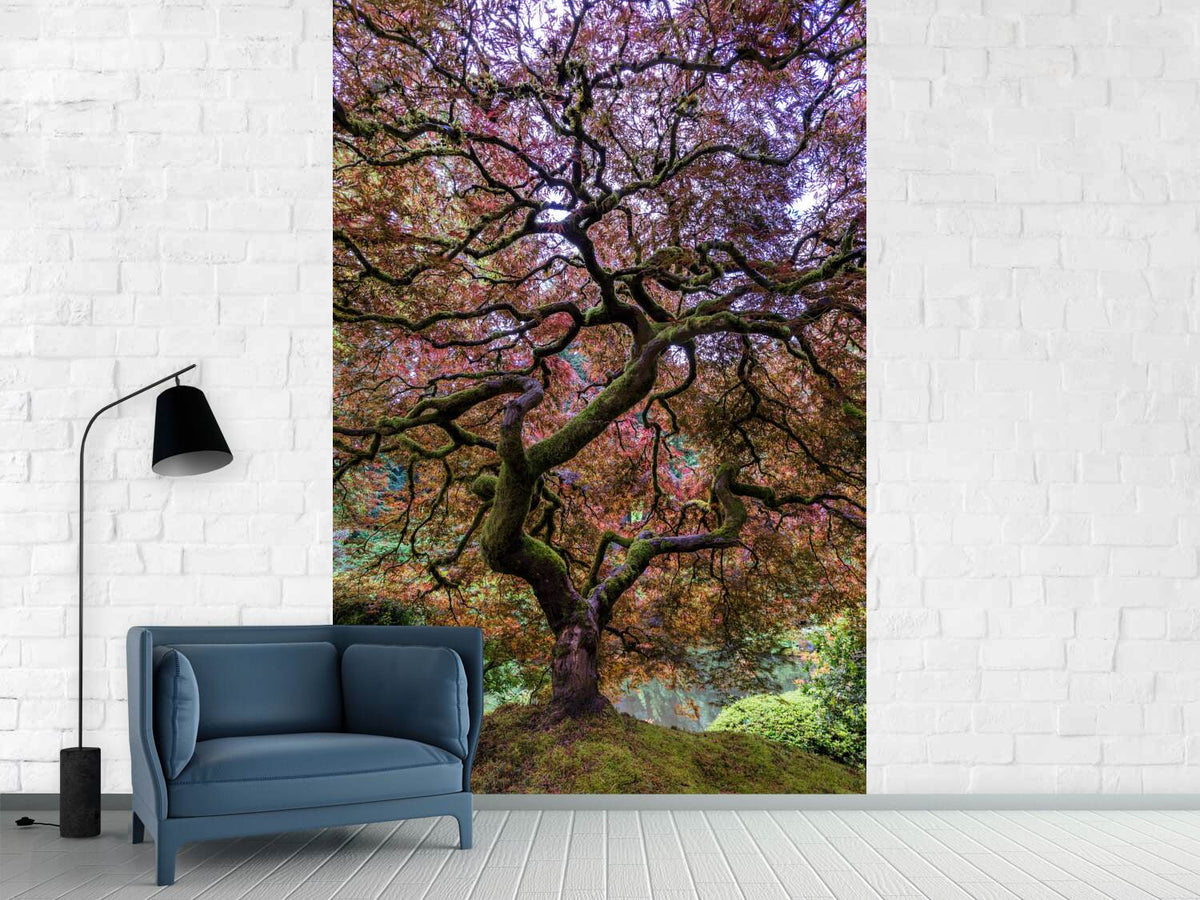 photo-wallpaper-japanese-maple-tree