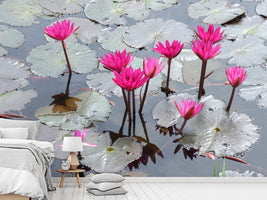 photo-wallpaper-jump-in-the-lily-pond