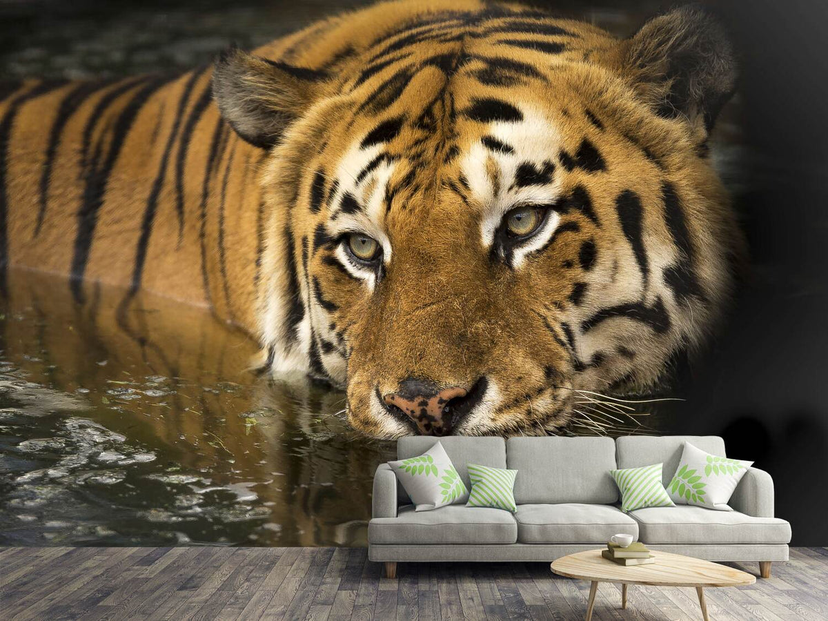 photo-wallpaper-tiger-in-the-water