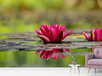 photo-wallpaper-red-water-lily-duo