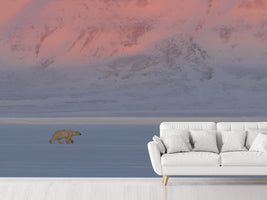 photo-wallpaper-polar-bear-x