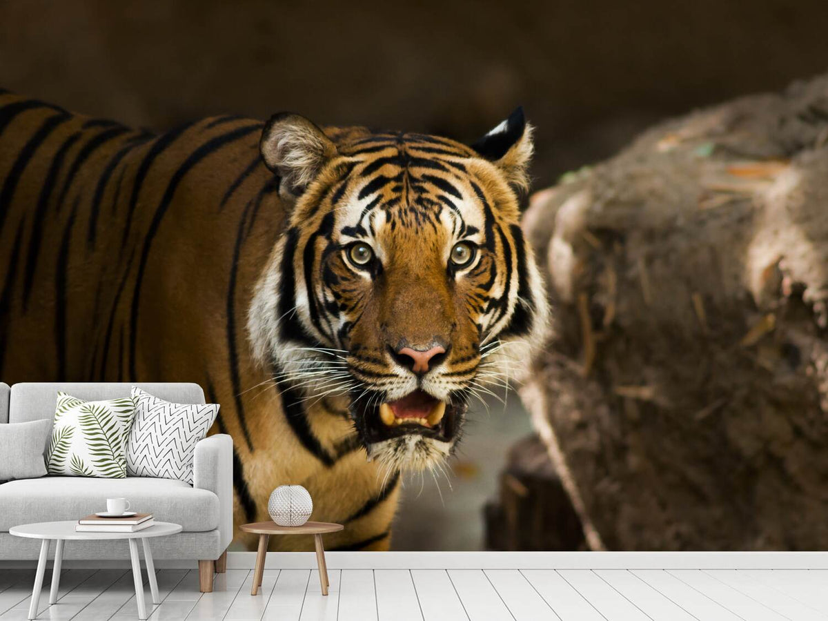 photo-wallpaper-sibirian-tiger