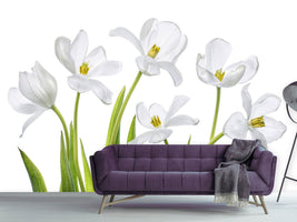 photo-wallpaper-white-tulips-x