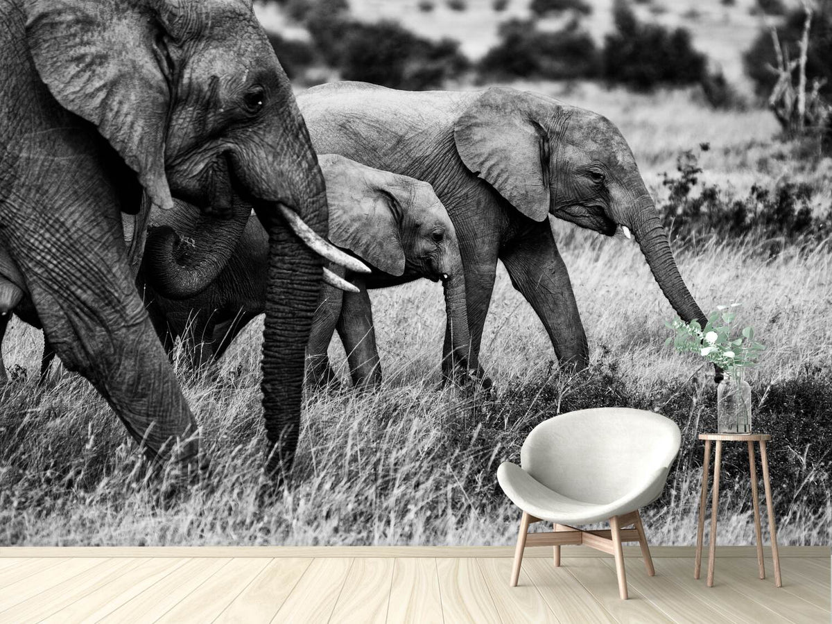 photo-wallpaper-elephant-family-x