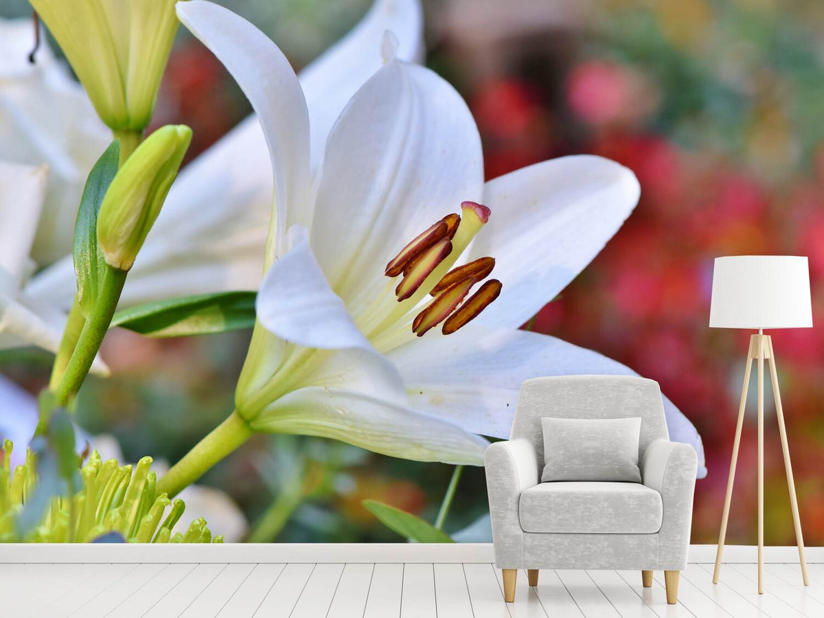 photo-wallpaper-magnificent-lily-in-white