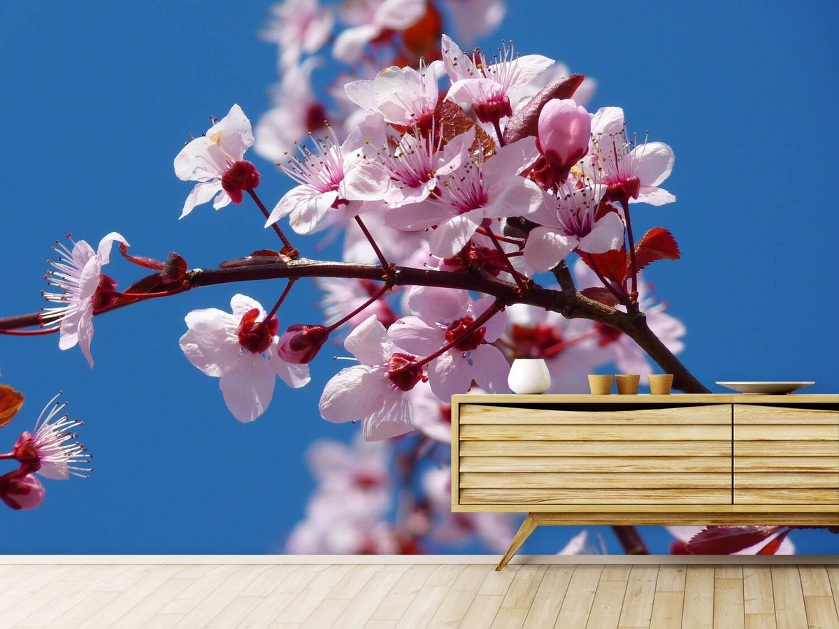 photo-wallpaper-the-almond-blossom