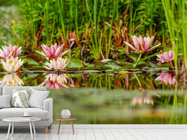 photo-wallpaper-wild-water-lilies