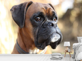 photo-wallpaper-the-boxer-look