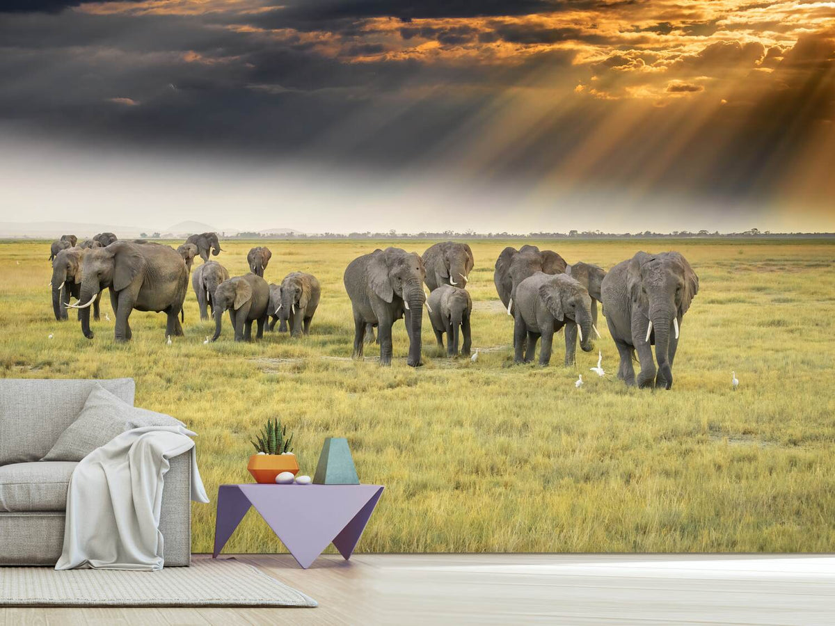 photo-wallpaper-for-the-love-of-elephants-x